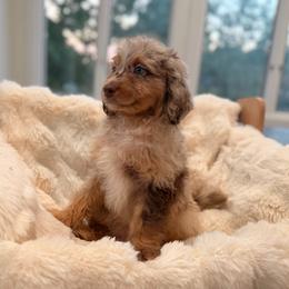 Badger - Brown merle male Aussiedoodle puppy in North Royalton, Ohio from Johnson's Doodles