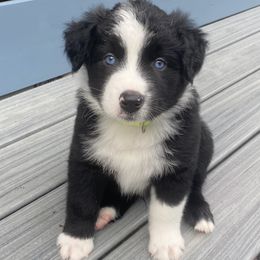 Lil brother - Black & white Australian Shepherd puppy in Palmer, Massachusetts from Lil' Blue Blessings