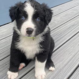 Lil brother - Black & white Australian Shepherd puppy in Palmer, Massachusetts from Lil' Blue Blessings