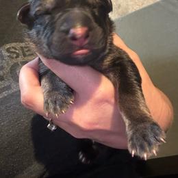 Boy 2 - Sable male German Shepherd puppy in Barnhart, Missouri from Combat Creek German Shepherds