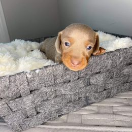 Dachshund Puppies from Autumns Dachshunds