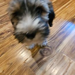 Sneezy - Sable male Tibetan Terrier puppy in Dorena, Oregon from West Coast Tibetans