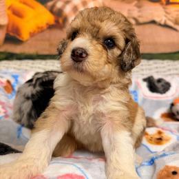 COMET - Red merle female Aussiedoodle puppy in Dickerson, Maryland from Pawsome Aussie Doodles and Oodles