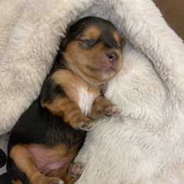 Yorkshire Terrier Puppies from Sugar & Spice Yorkies