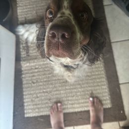 English Springer Spaniel puppies from Krysak’s Springer Spaniels