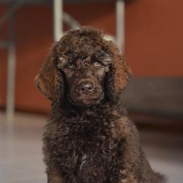 June Bug - Silver-beige  male Poodle puppy in Midwest City, Oklahoma from Strawberry Hill Puppy Patch