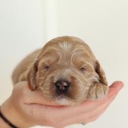 Green - Apricot male Australian Labradoodle puppy in Williamstown, New York from Lewis Manor Labradoodles