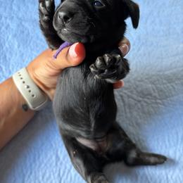 Purple collar - Black female Dachshund puppy in Washington Court House, Ohio from Brightman's Dashing Doxies