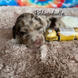 Cavapoo, Cockapoo, and French Bulldog Puppies from Batdogsndoodles