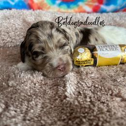 Cavapoo, Cockapoo, and French Bulldog Puppies from Batdogsndoodles