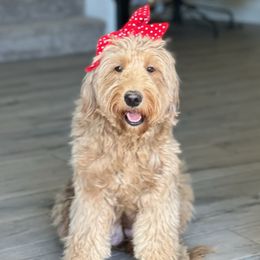 Baby - Goldendoodle