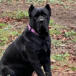 Raquel - Cane Corso