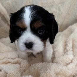Cavalier King Charles Spaniel puppies from Shooting Star Cavaliers