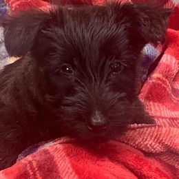 Scottish Terrier Puppies from 4 Scotts and a Do