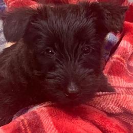 Scottish Terrier Puppies from 4 Scotts and a Do