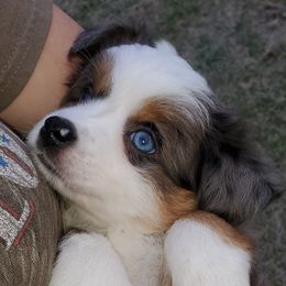 Australian Shepherd, Miniature Australian Shepherd, and Toy Australian Shepherd Puppies from Rumour Has It Aussies