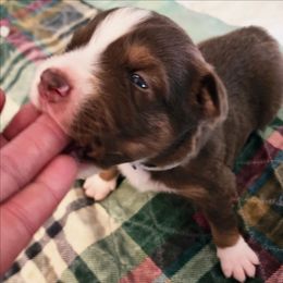Grey - Red tri-color male Australian Shepherd puppy in Camp Verde, Arizona from Diamond Pines Farm