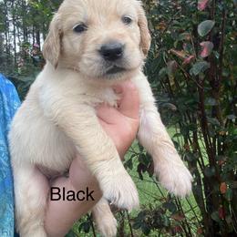 Black - Golden male Golden Retriever puppy in Jesup, Georgia from Painted Platinum Retrievers (Painted Platinum Kennel) PPK