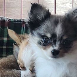 Boy 2 - Merle Chihuahua puppy in Penn Laird, Virginia from Legally Blonde Chihuahua's