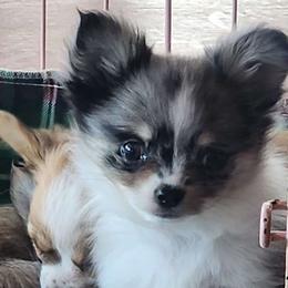 Boy 2 - Merle Chihuahua puppy in Penn Laird, Virginia from Legally Blonde Chihuahua's
