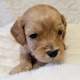 Chestnut--Red boy - Apricot male Goldendoodle puppy in Twin Falls, Idaho from Magic Valley Family Doodles