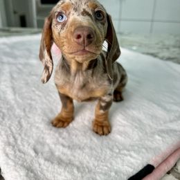 Dachshund Puppies from Harrison Farm
