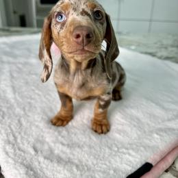 Dachshund Puppies from Harrison Farm