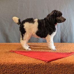 Silver Parti Standard Poodle Red Collar Alice - Parti female Poodle puppy in Lillian, Alabama from Moondancers Poodles