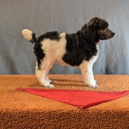 Silver Parti Standard Poodle Red Collar Alice - Parti female Poodle puppy in Lillian, Alabama from Moondancers Poodles