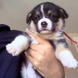 Eve - Black and tan female Pembroke Welsh Corgi puppy in Saint Johns, Florida from Colebrooke Farm