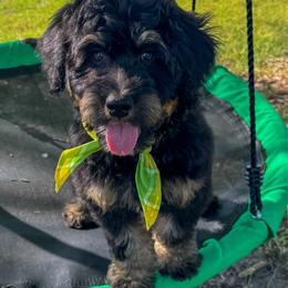 Jazz - Tri-color female Bernedoodle puppy in Rose Hill, North Carolina from Red Door Canines