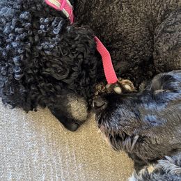 Poodles from Central Coast Poodle Paws