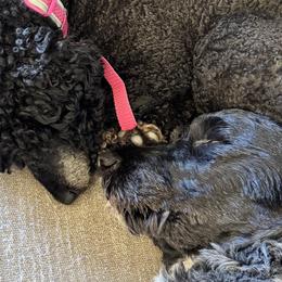 Poodles from Central Coast Poodle Paws