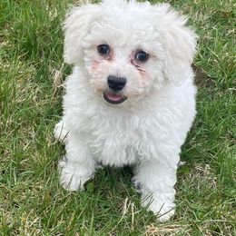 Bichon Frise and Shichon Puppies from Rose Cottage Bichons