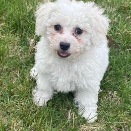 Bichon Frise and Shichon Puppies from Rose Cottage Bichons
