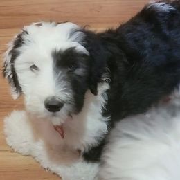 Sheepadoodle Puppies from Betsy's Black Jack Doodles