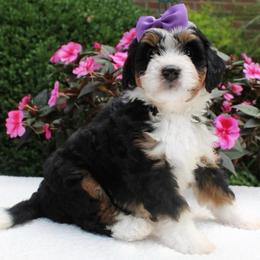 London - Tri-color female Bernedoodle puppy in Perrysville, Ohio from Pleasant Valley Bernedoodles