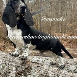 Smoke - Basset Hound