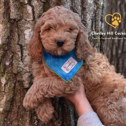 Cockapoo Puppies from Chesley Hill Cockapoos