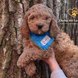 Cockapoo Puppies from Chesley Hill Cockapoos