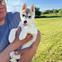 Girl 2 - Gray and white Siberian Husky puppy in Westfield, Vermont from Snowdancer Kennels, Reg