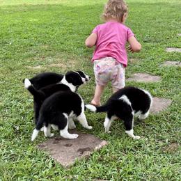 Border Collie Puppies from Dreams Come True