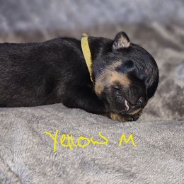 Boy 1 - Rottweiler puppy in Klamath Falls, Oregon from Tismic Rottweilers
