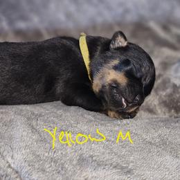 Boy 1 - Rottweiler puppy in Klamath Falls, Oregon from Tismic Rottweilers