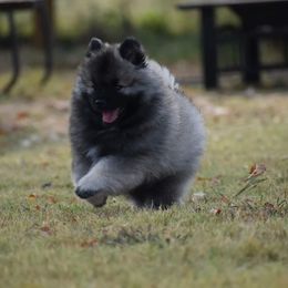 Keeshond Puppies from Anna Boehringer