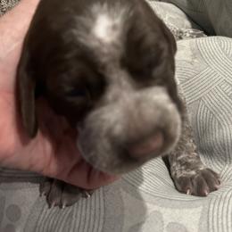 Girl 4 - Liver and white female German Shorthaired Pointer puppy in Bryan, Texas from Ehrenvogel and Bessdach Kennels