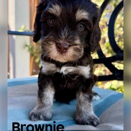 Brownie - Chocolate male Australian Labradoodle puppy in Sacramento, California from Delta Breeze Labradoodles
