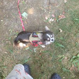 Chihuahua Puppies from Elegant Exotic Chihuahua's