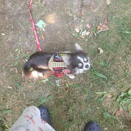 Chihuahua Puppies from Elegant Exotic Chihuahua's