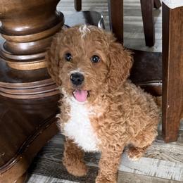 Cedar - Red  male Goldendoodle puppy in Wayland, New York from Loris Pampered Pooches💕